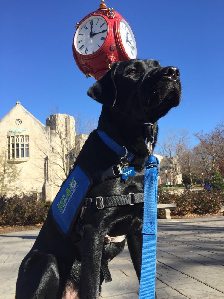 Service dog Koontz sits outside near the Woodburn clock tower. Koontz is one of a number of dogs that has been working with the Indiana Canine Assistant Network.