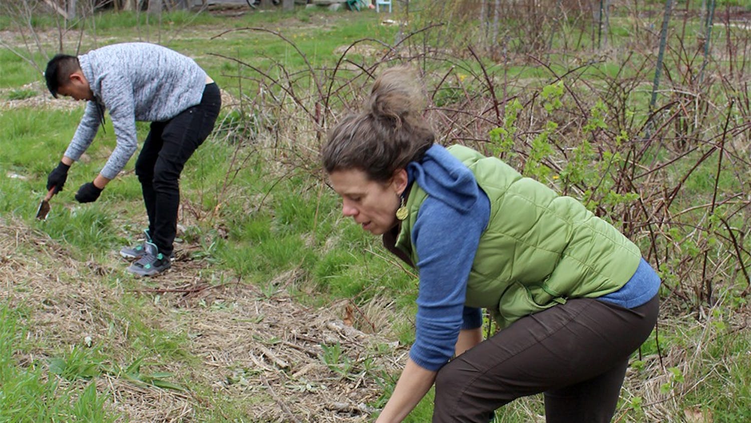 Amy Roche digs up Canadian thistle on Apr. 2 at the Bloomington Community Orchard. Roche has been involved with the orchard for six years.