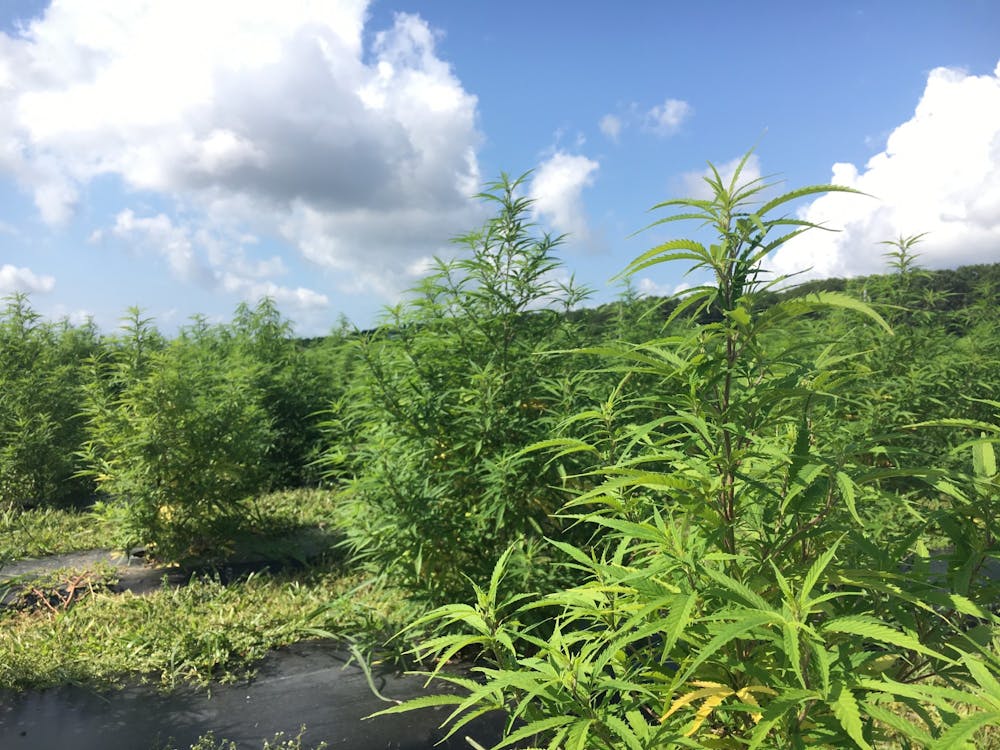 Hemp grows at North 40 Flower Farm in North Hampton, New York. The USDA announced its rules for hemp production Oct. 29.