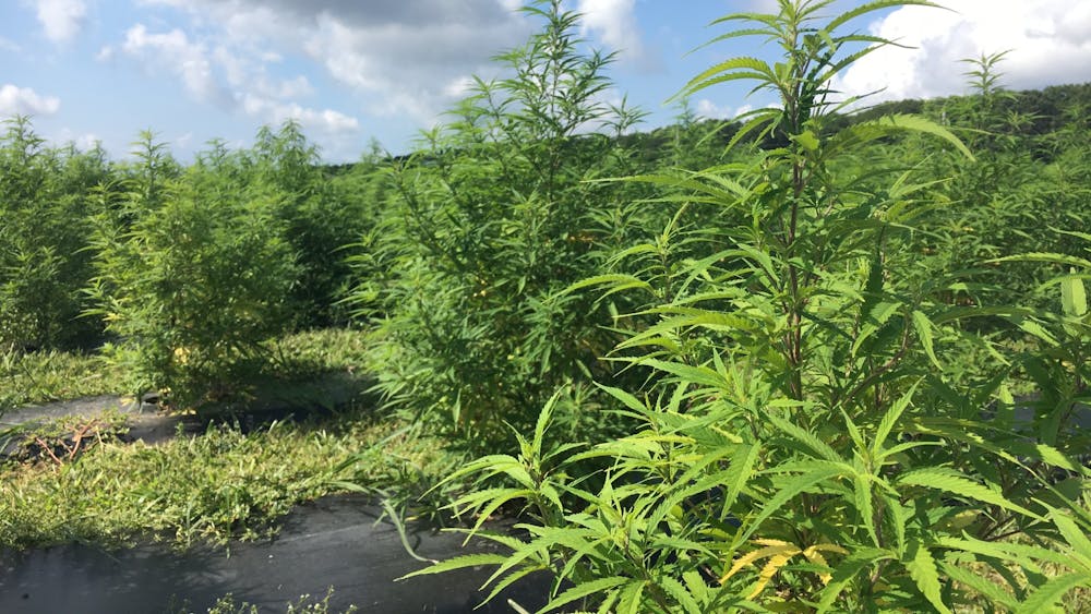 Hemp grows at North 40 Flower Farm in North Hampton, New York. The USDA announced its rules for hemp production Oct. 29.