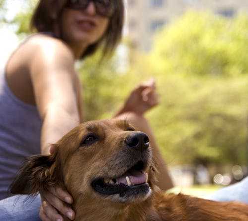 A student pets a dog Sunday April 29 in front of Briscoe Quad. The event was part of RAW's "Pet Therapy" to help students relax and take the pressure off during finals week.