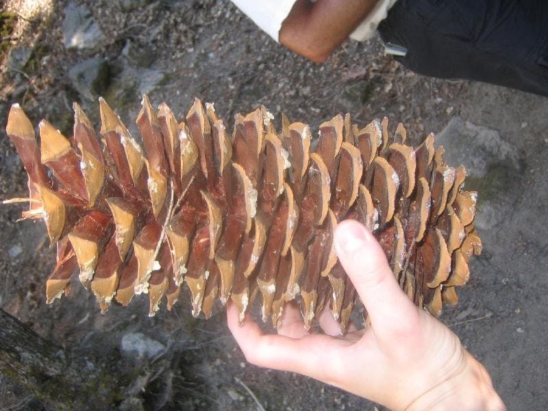 pinecone