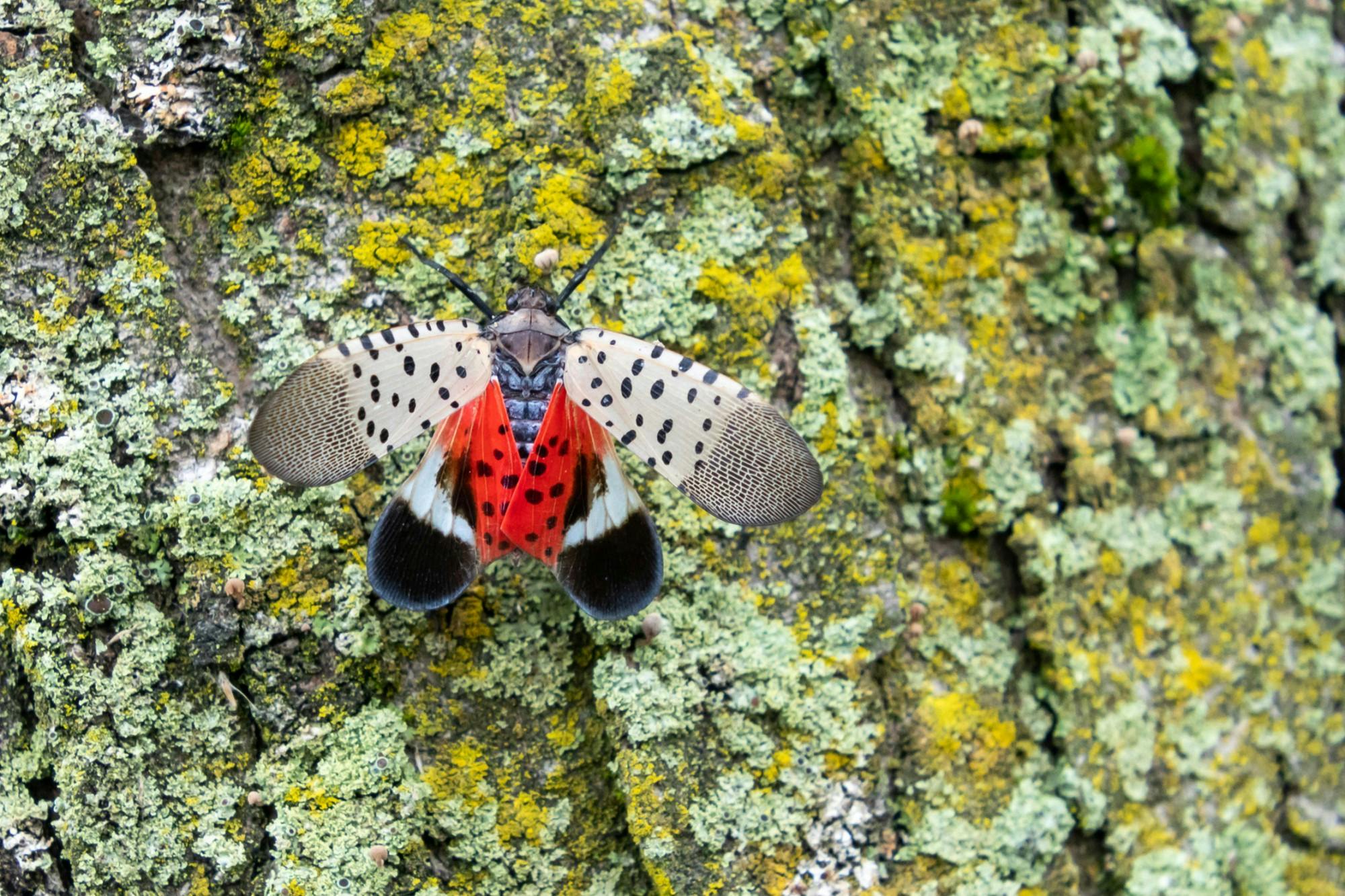 calanternfly090522.jpg