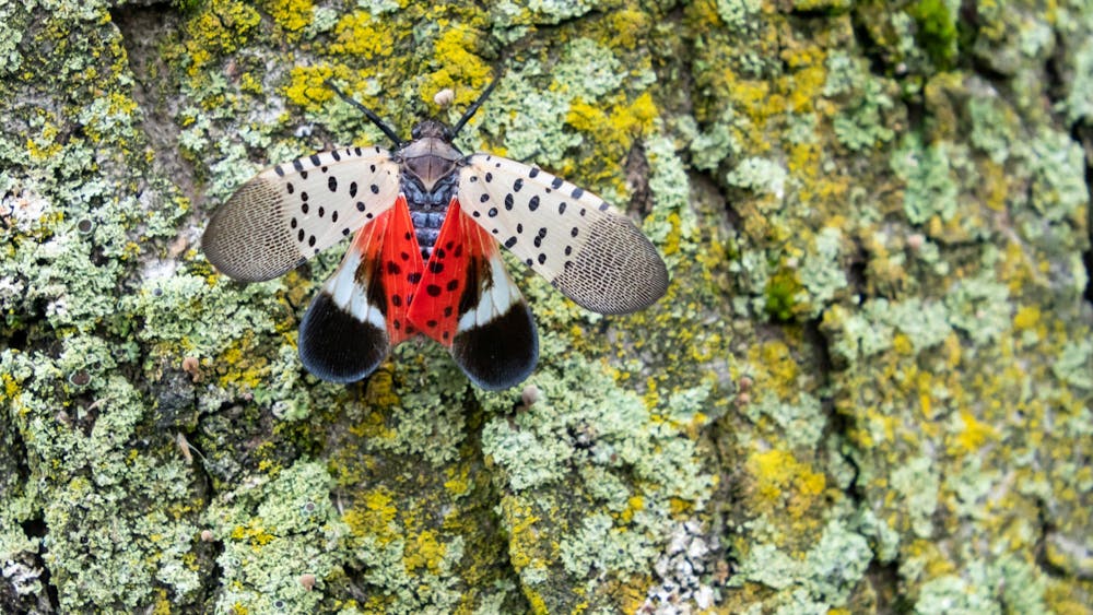 A spotted lanternfly, an invasive species, holds its wings open, exposing its bright red underwing. Spotted lanternflies have now been discovered in at least two Indiana counties, according to Indiana Public Radio.