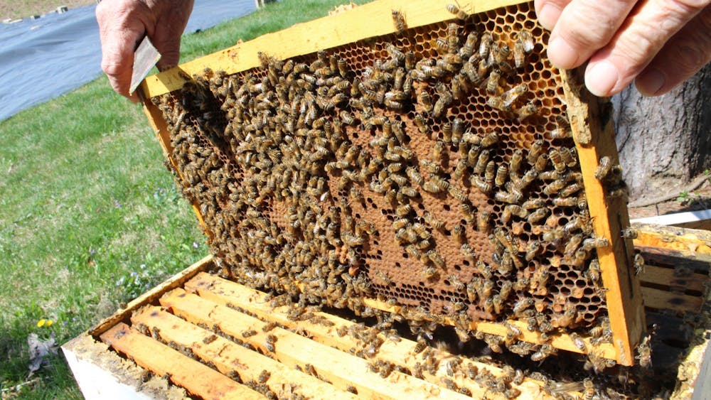 IU researchers concluded that a microbe supplemented to honey bee larvae plays a large role in the health of a colony. The microbe compensated for a poor diet and could potentially be added to colonies as a probiotic and protective measure. 