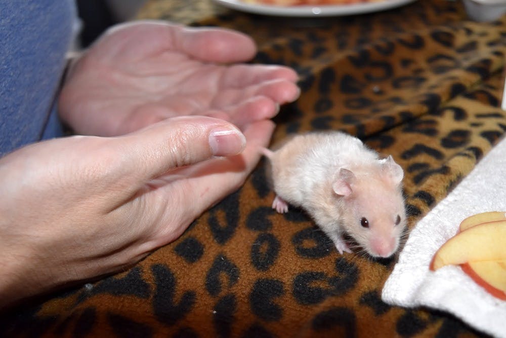 Sid, one of the hamsters rescued from Flagler County, Florida, walks around and snacks on an apple slice. Sid became the "spokes-hamster" for the group of more than 100 hamsters rescued by the Pipsqueakery in Bloomington. 