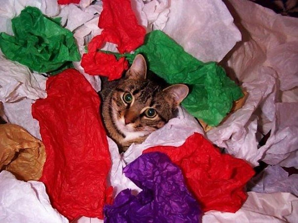 Tissue Cat