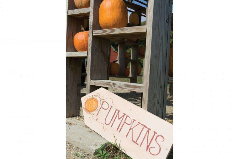 A group of pumpkins await picking at Apple Works in Trafalgar, Indiana. People can also tour Musgrave Orchard, which is just outside Bloomington.&nbsp;