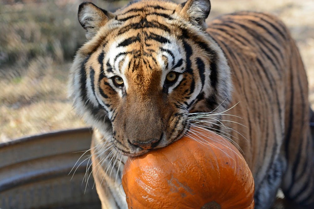 The Exotic Feline Rescue Center's Pumpkin Party will be this Saturday. The party will have 60 of their 215 cats playing with meat-filled pumpkins.