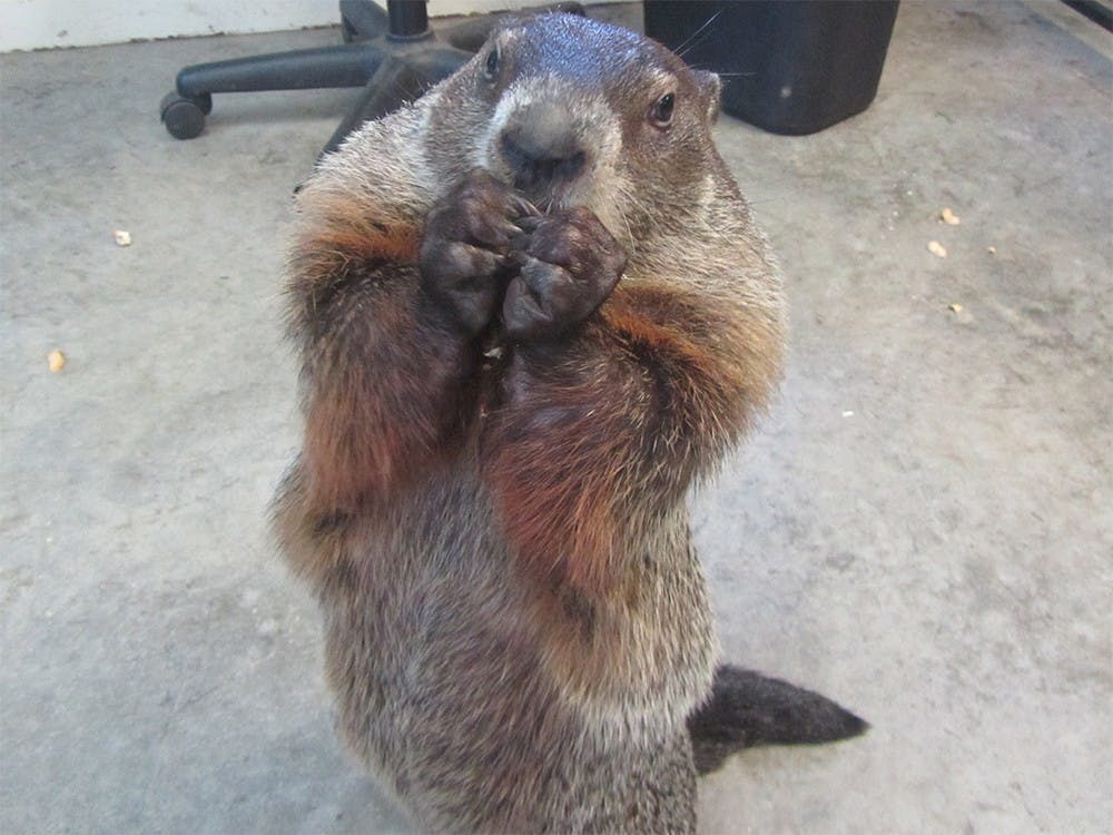 Winston the groundhog munches on peanuts at the Wildcare center.