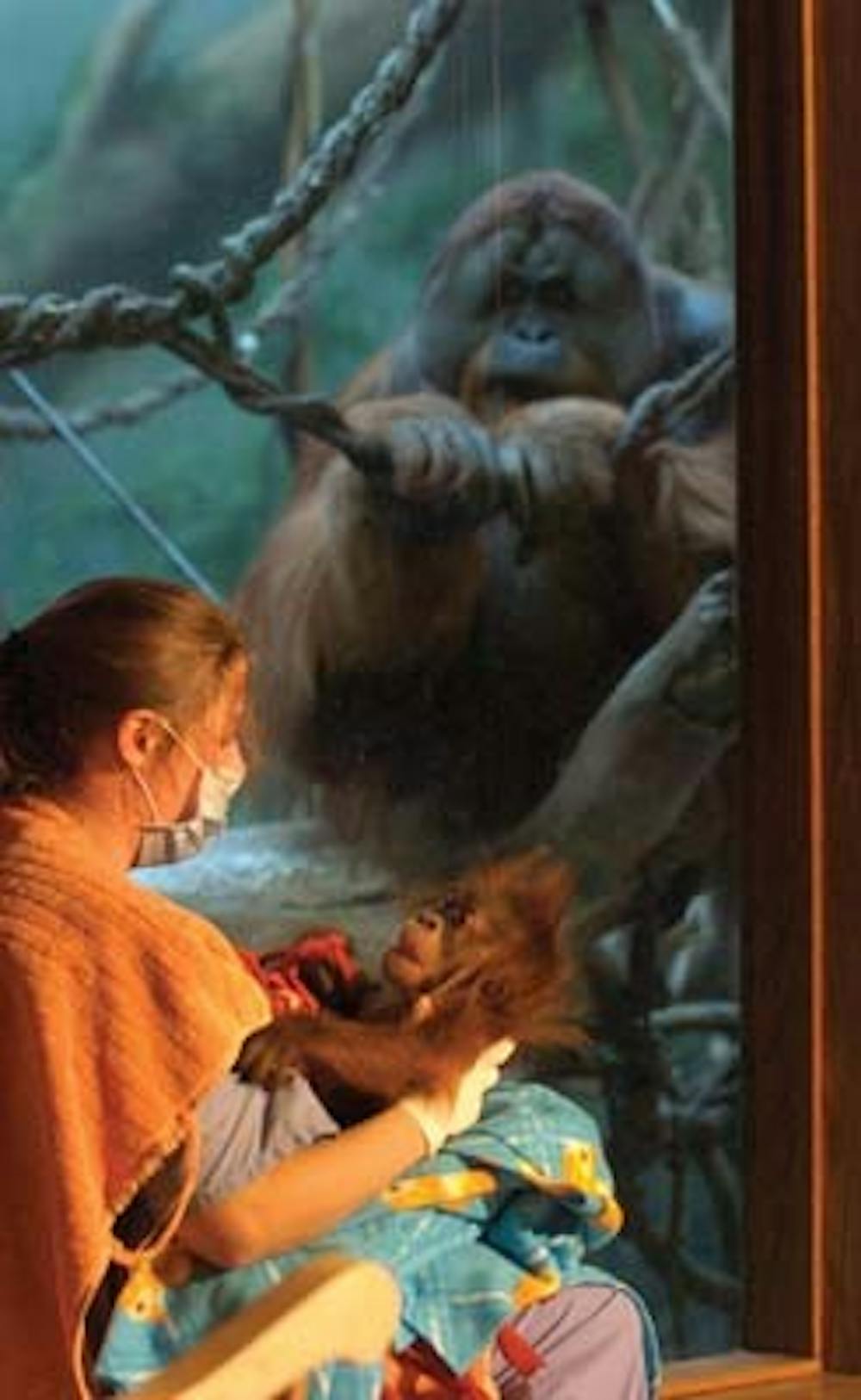 Motherless Baby Orangutan 
