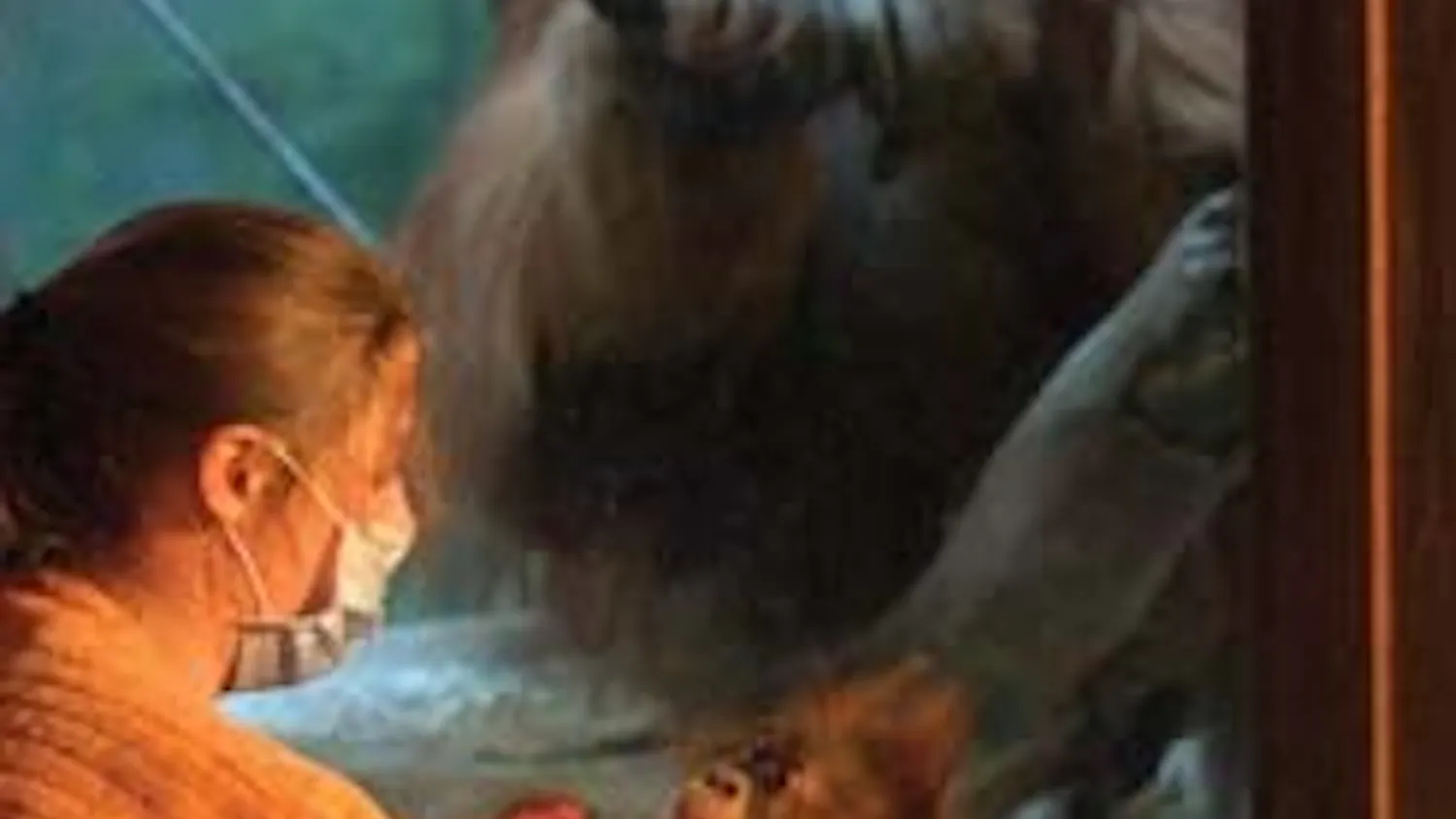 Motherless Baby Orangutan