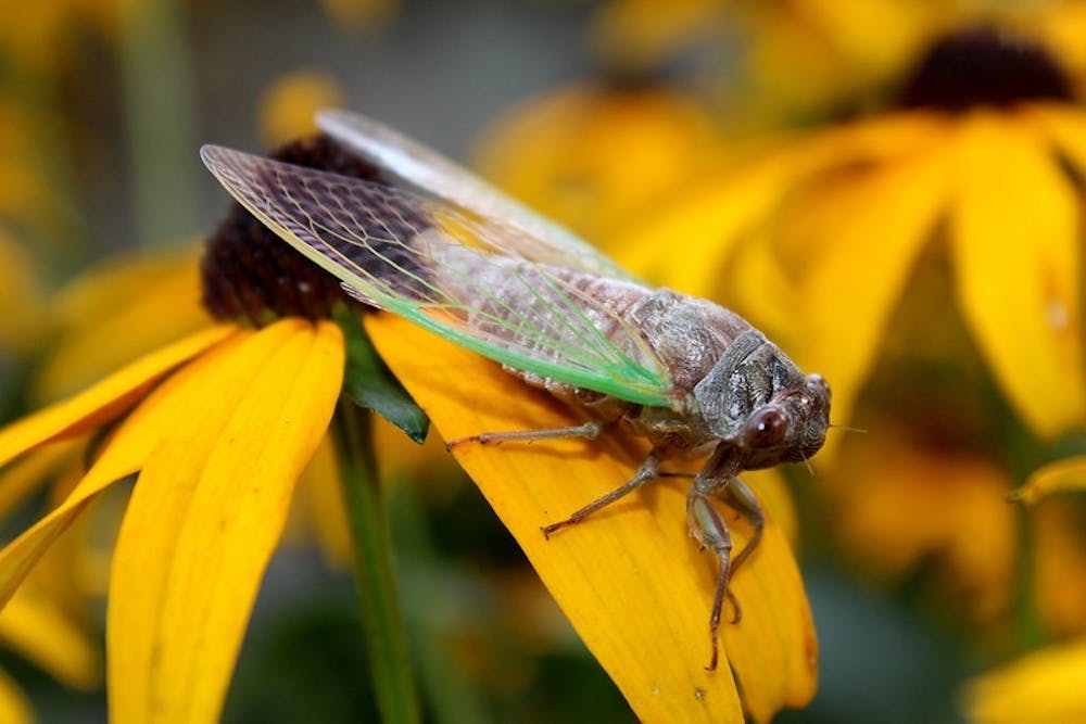<p>A cicada from Brood XIX appears in August 2011. Some of the cicadas that have emerged are infected with a fungus, according to an IU professor of biology.</p>