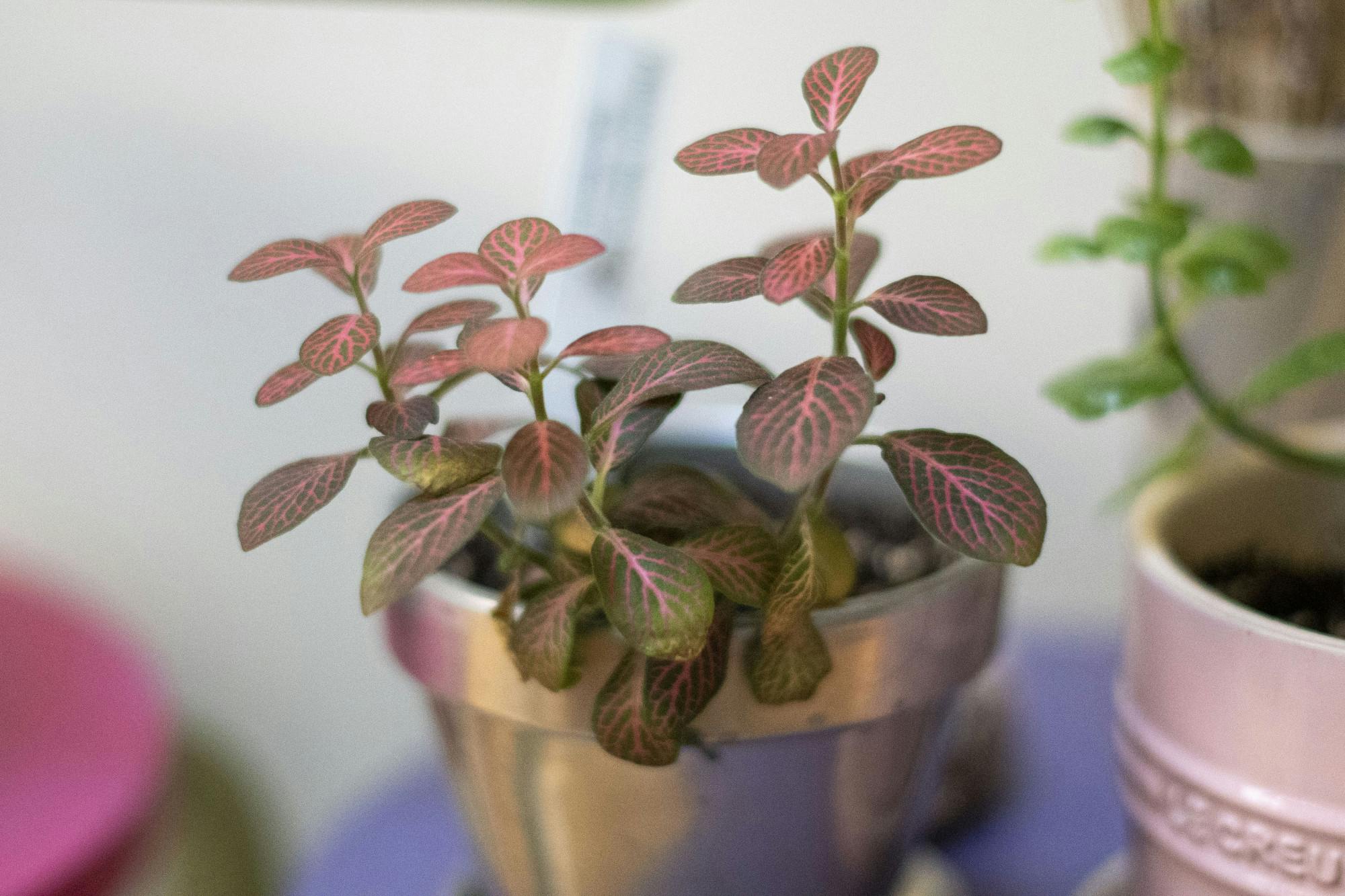 entplantcarehousingandliving-jpg