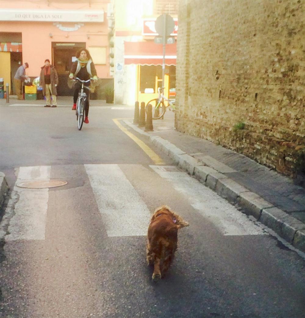 A lone dog walks down the street. At night, police cars scan the streets for strays.