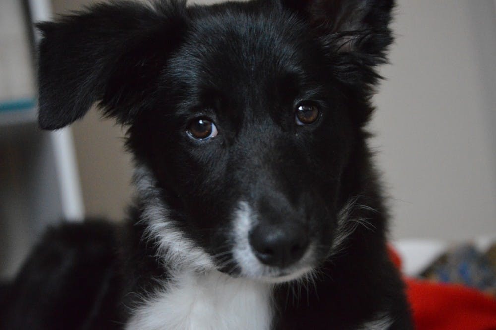 Taking care of a pet requires a certain amount of responsibility that college students should consider before committing.