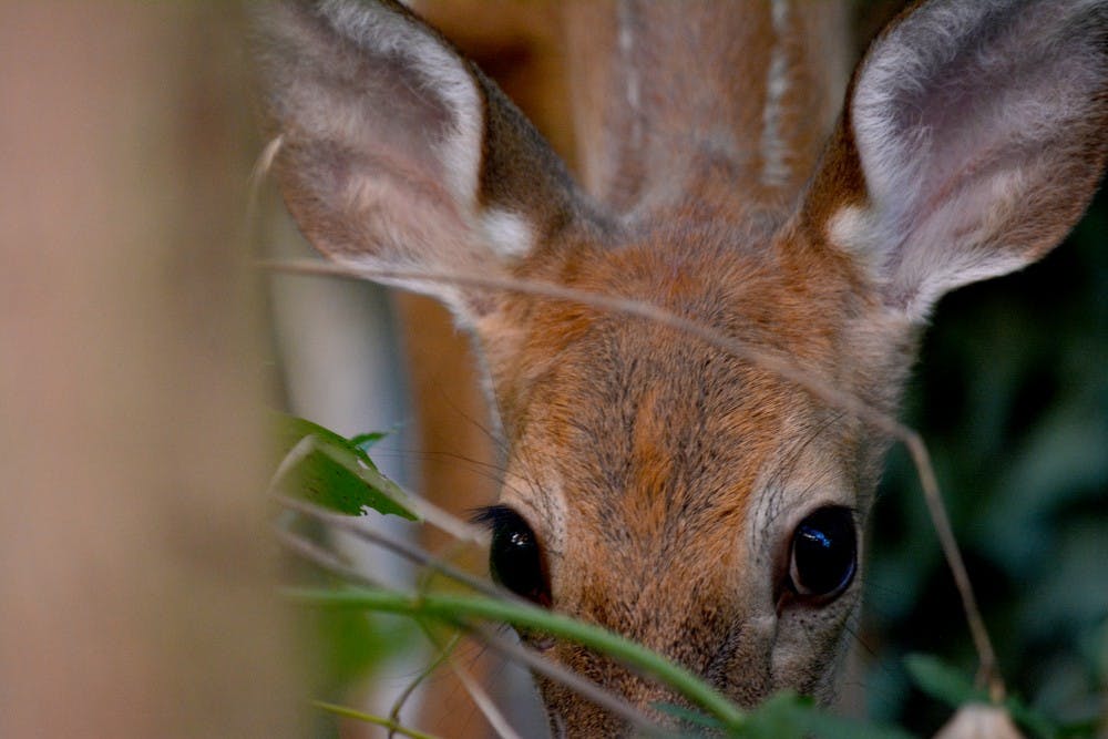 deer