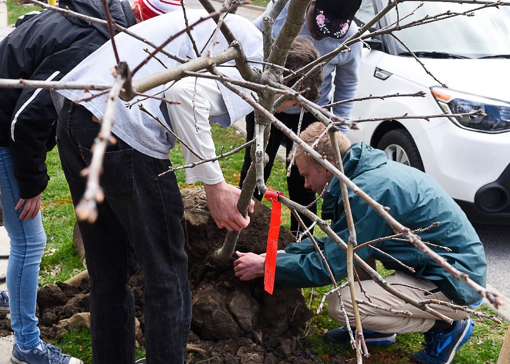 <p>A team of students from the School of Public and Environmental Affairs class E 422, which is Urban Forest Management, prepare a tree to be planted Thursday on Cottage Grove Avenue. The students learned tricks on how to properly plant trees, such as not planting too deep and arranging mulch in a donut shape around the tree.&nbsp;</p>
