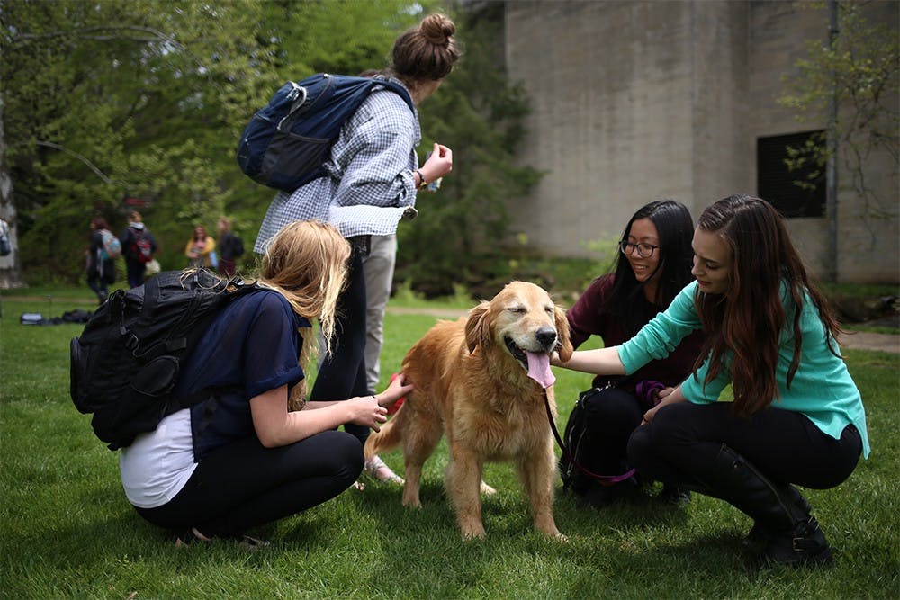 Students play with 9-year-old Max, a rescue dog donated for the event by his owners, at the Rent-A-Puppy event at Dunn Meadow on Thursday afternoon. Students came to Dunn Meadow on Thursday to destress from finals and the money made at the event was split between Bloomington Animal Shelter and the Lutheran Campus Ministry. 