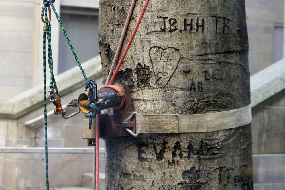 电缆和钩子被插入到这棵甜心树上，为它被砍倒和一块一块地移走做准备。由于多年腐烂，这棵美国山毛榉树原定于4月11日和12日被移走。