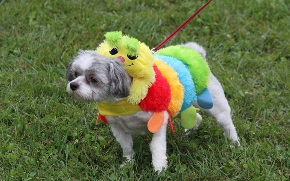 5K Run/Walk and Barktoberfest