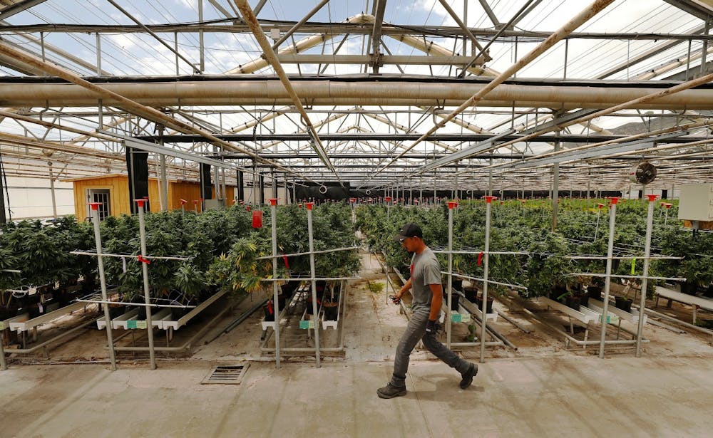 <p>A worker tends marijuana plants in Santa Barbara County, California. </p>