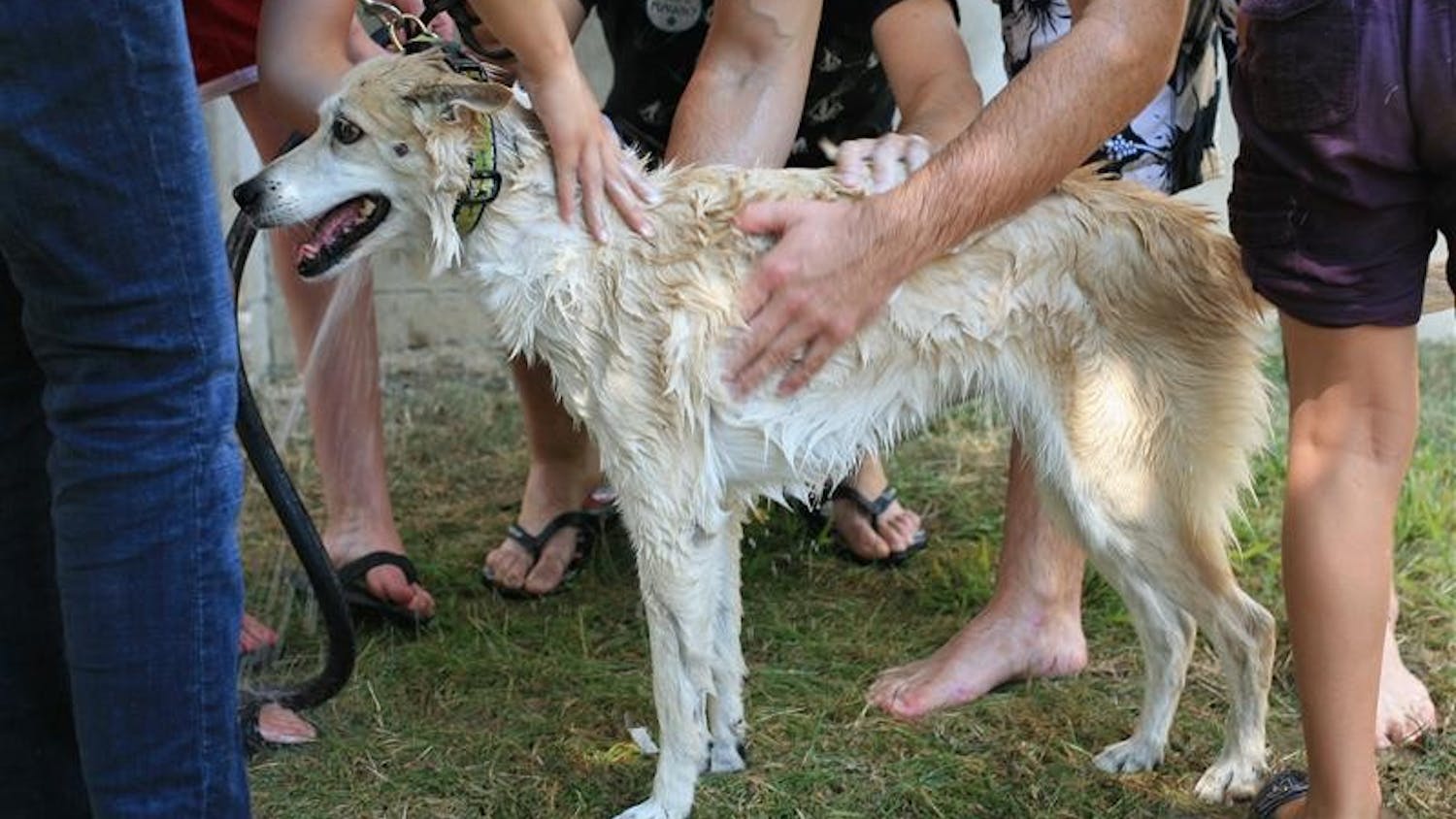 Isis, a rescued dog, receives some pampering from RAWk members on Labor Day afternoon at Briscoe Hall.  RAWk members were giving baths from 1-4pm on Monday afternoon. 