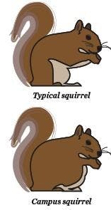 Squirrels