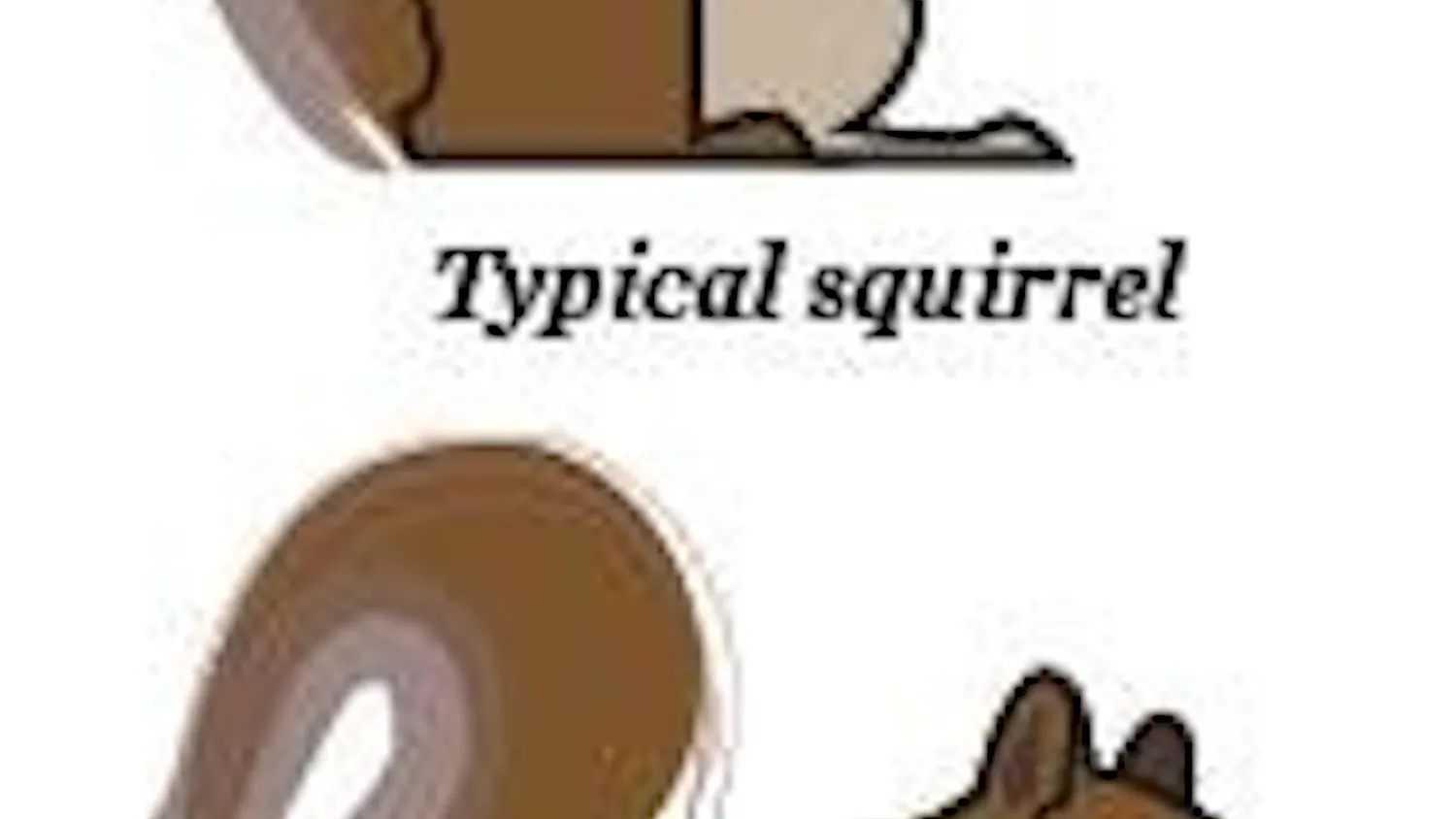 Squirrels
