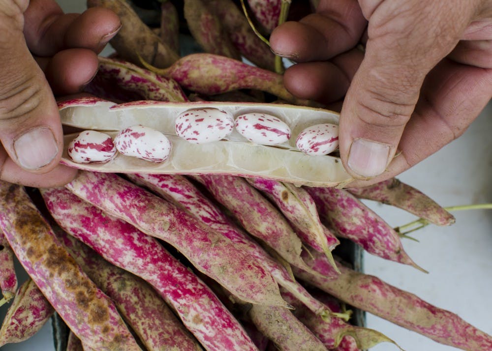 在布卢明顿社区农民市场上，马克·斯托尔展示了当地吉普赛岭农场种植的蔓越莓豆的内部结构。当地农民正试图用他们的产品打开IU市场