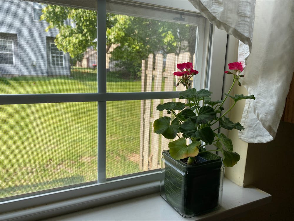 <p>Natalie&#x27;s kitchen plant is seen on her windowsill at home May 17, 2023. It’s important to take time off to rest and reset.</p>