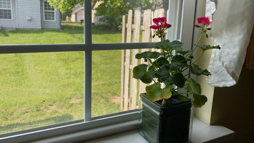 Natalie&#x27;s kitchen plant is seen on her windowsill at home May 17, 2023. It’s important to take time off to rest and reset.