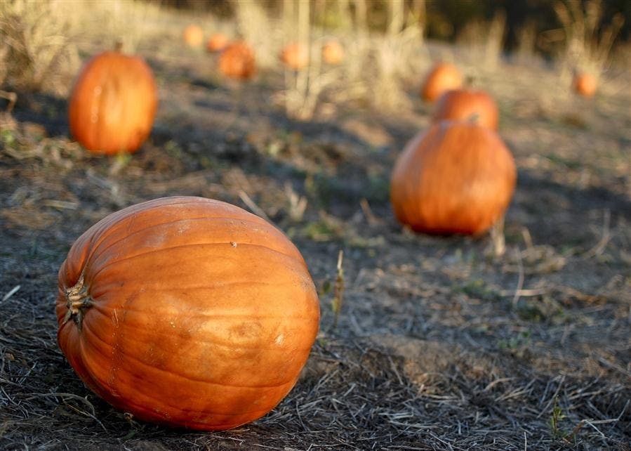 Freeman Family Farms