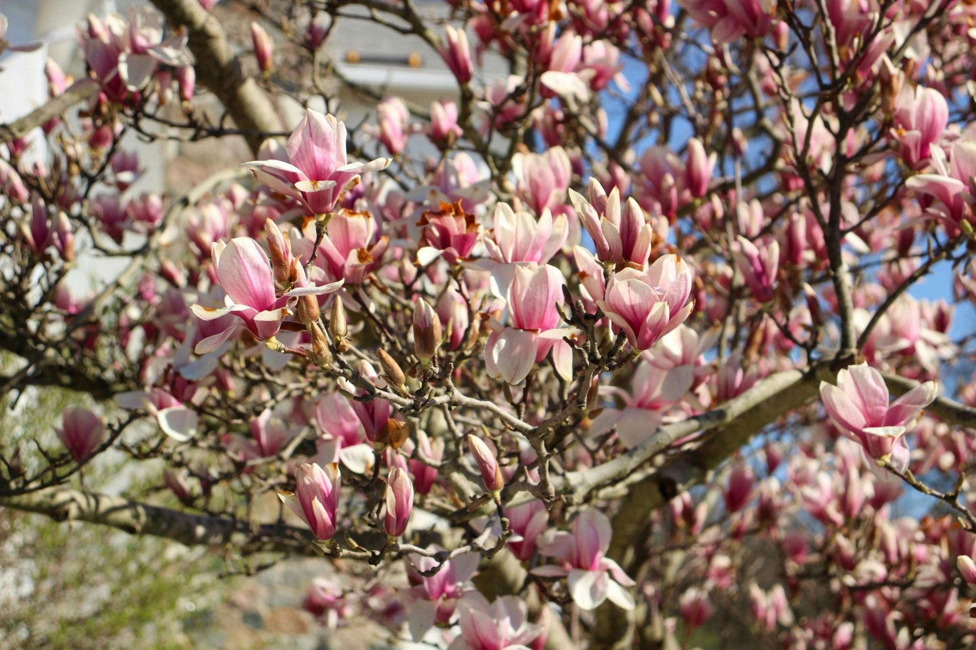 Magnolia Tree 2.jpg