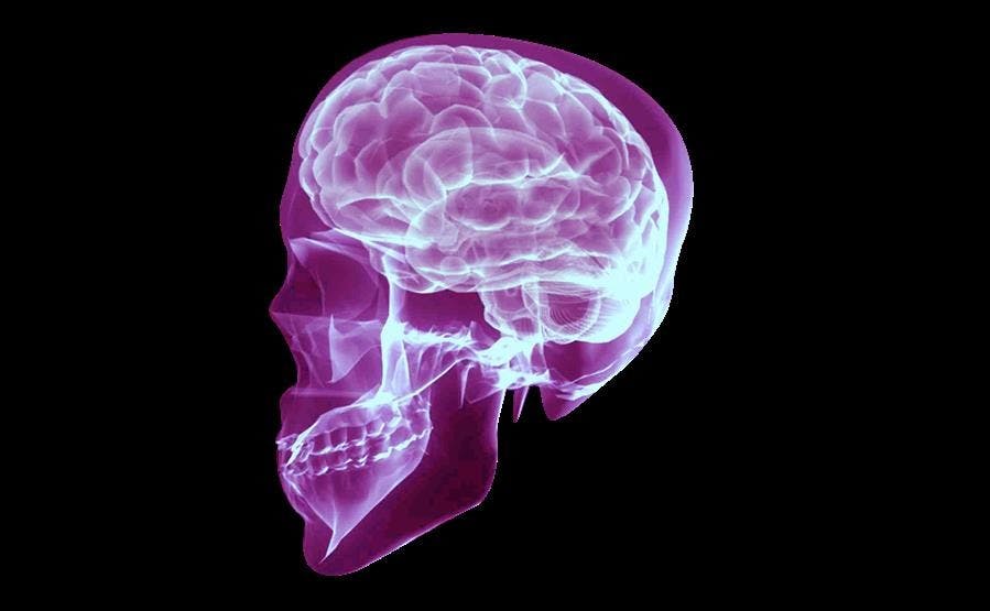 The Human Brain