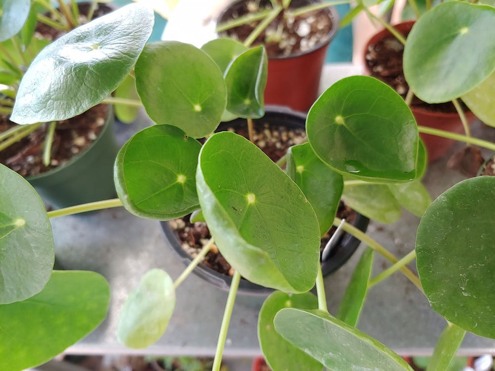 A cluster of 4-inch potted pilea peperomias decorate a shelf. Also known as the Chinese money plant, Talia Holiday said that the pilea peperomias are popular with college students because they are small enough to keep in dorms and relatively easy to care for.
