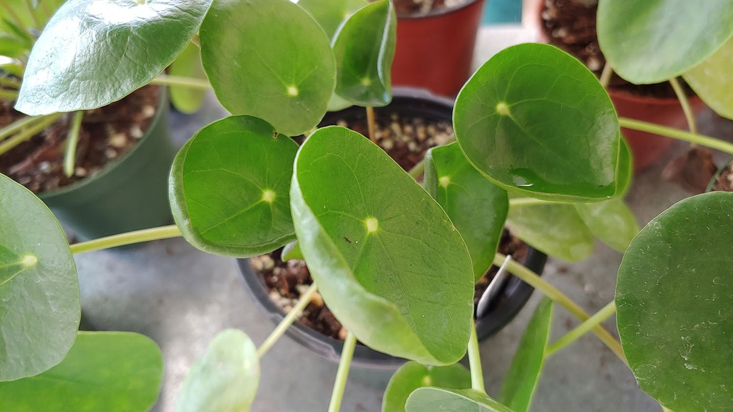 gataliahalliday101920 (8)