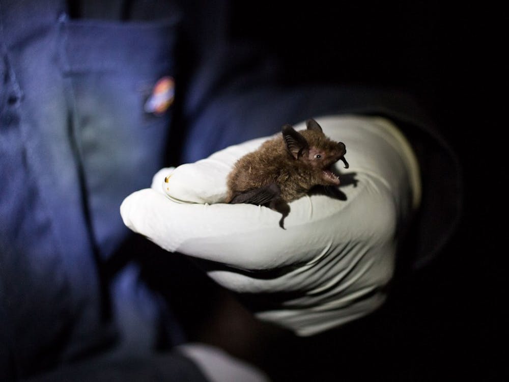 Scientists paid little attention to bats until a decade ago, when a disease called white nose syndrome started wiping out populations across the United States. Now, researchers race against time to find out what bats — and their disappearance — mean for the world at large.