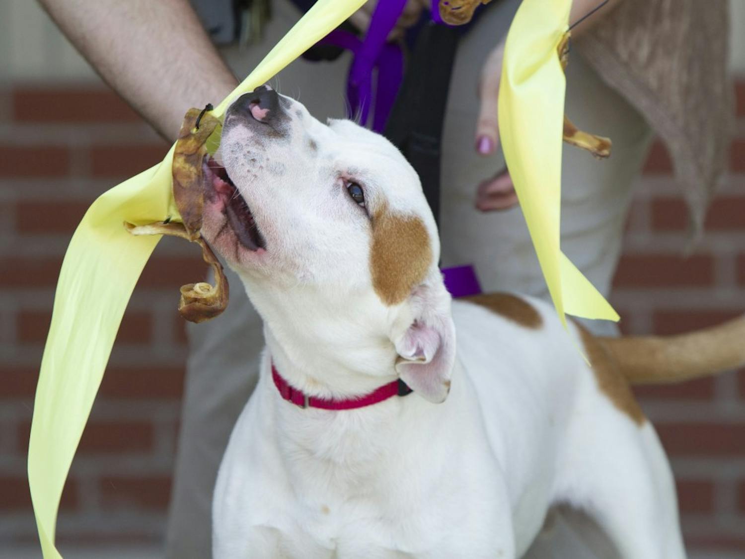 Bloomington Animal Shelter Opening