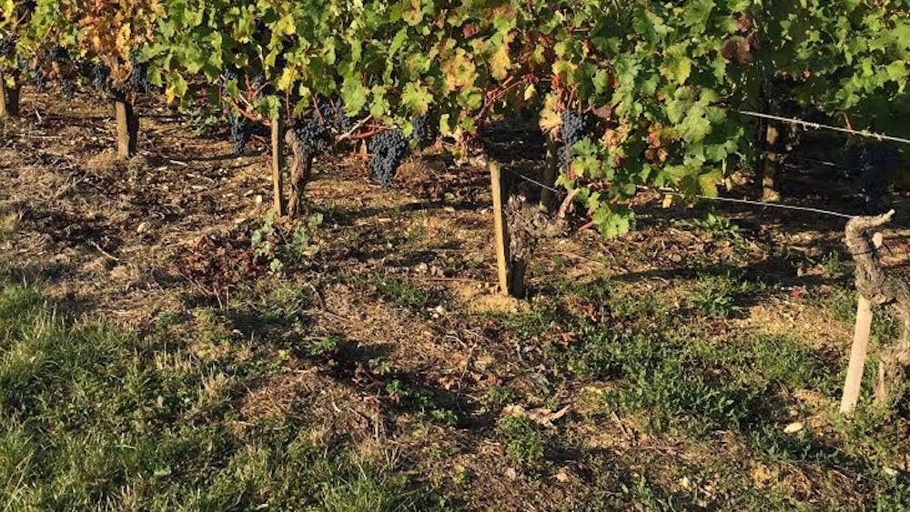 A&nbsp;vineyard at Château Lynch-Bages in Pauillac, France outside of Bordeaux. With&nbsp;more than 8,000 châteaux, Bordeaux is the largest wine production area in France.