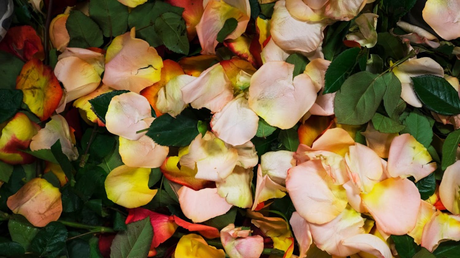 Flower petals and leaves fall on the floor of Mary M's Walnut House Flowers as family friends Tricia Rochyby and Earl Reagan strip roses of their thorns, leaves and exterior bruised petals. The roses, which are grown in Ecuador, arrive at the flower shop on Second Street in bundles of 25.