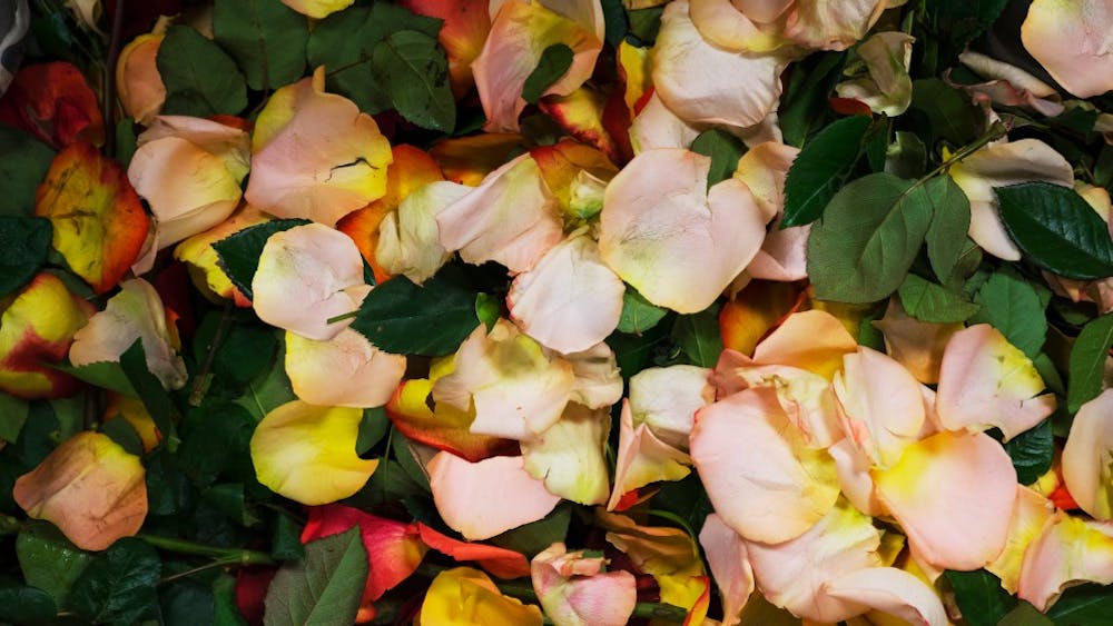 花瓣和叶子落在玛丽M的胡桃木房子的地板上，家人的朋友特里西亚·罗希比和厄尔·里根剥去了玫瑰的刺、叶子和外部碰伤的花瓣。这些玫瑰生长在厄瓜多尔，25束一束地送到第二街的花店。
