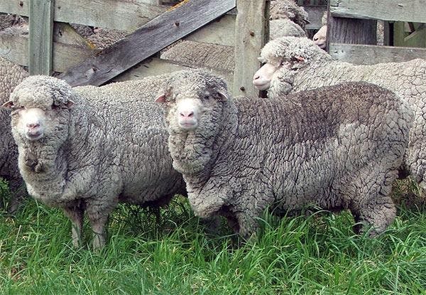 sheep