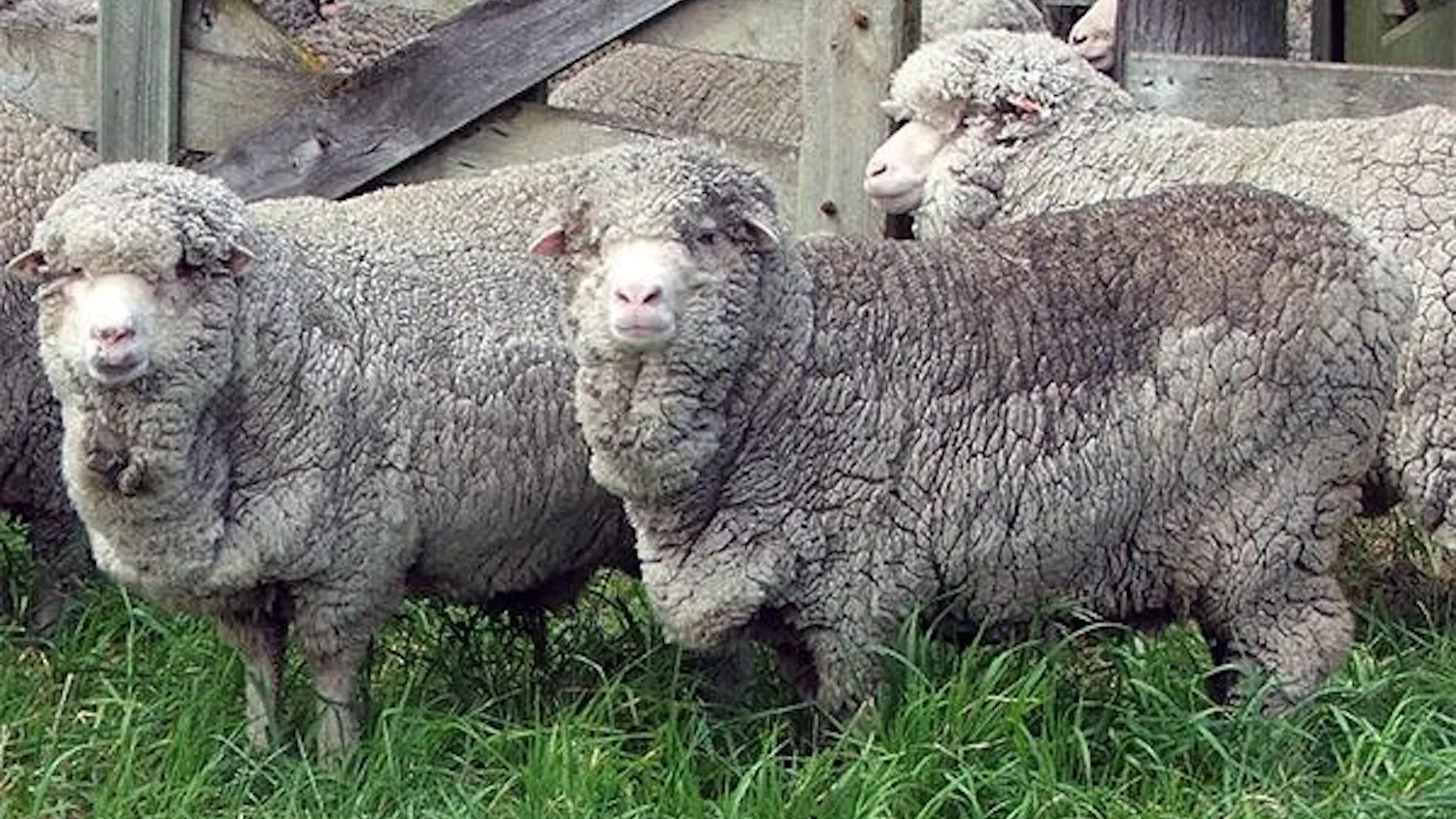 sheep