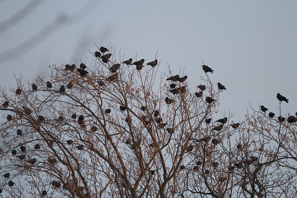 crows