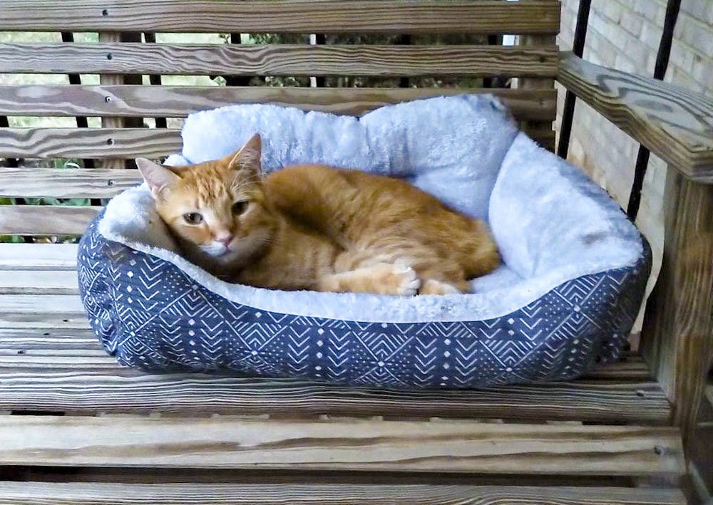 lostcat101719_11