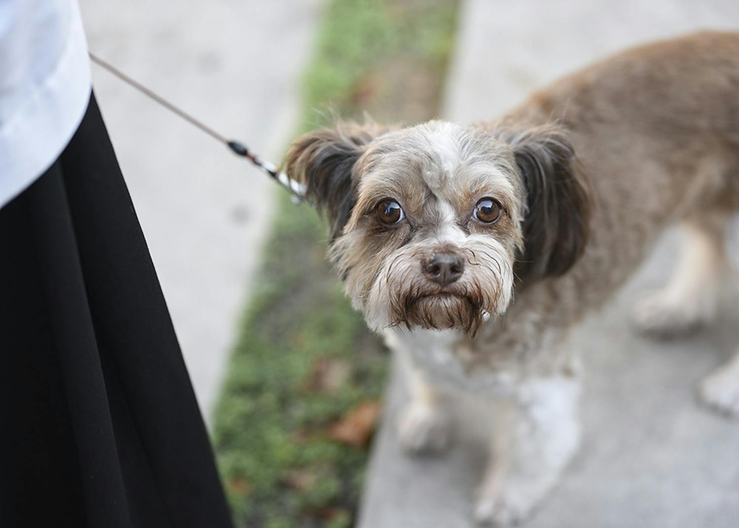 GALLERY: Dogs and cats are blessed at the Trinity Episcopal Church