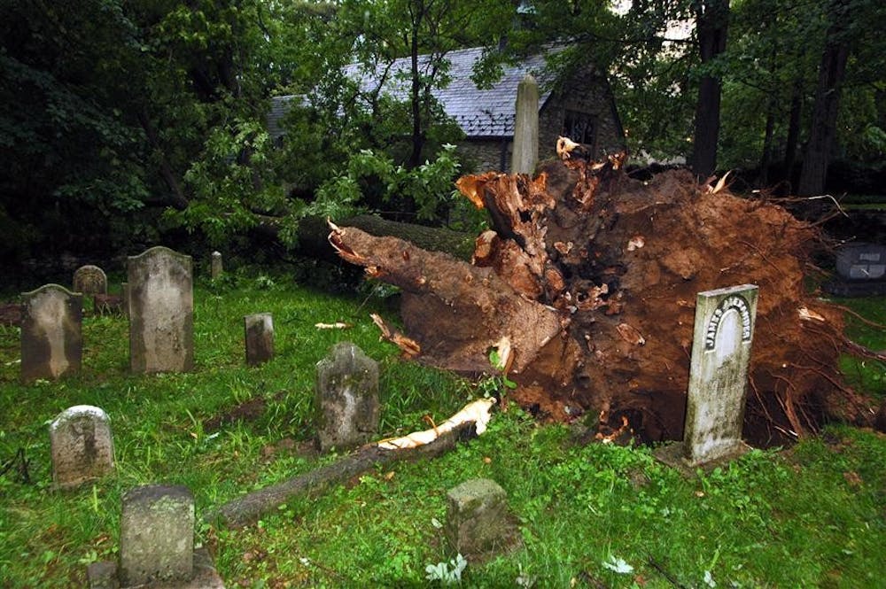 Tree uprooted in Dunn Cemetary