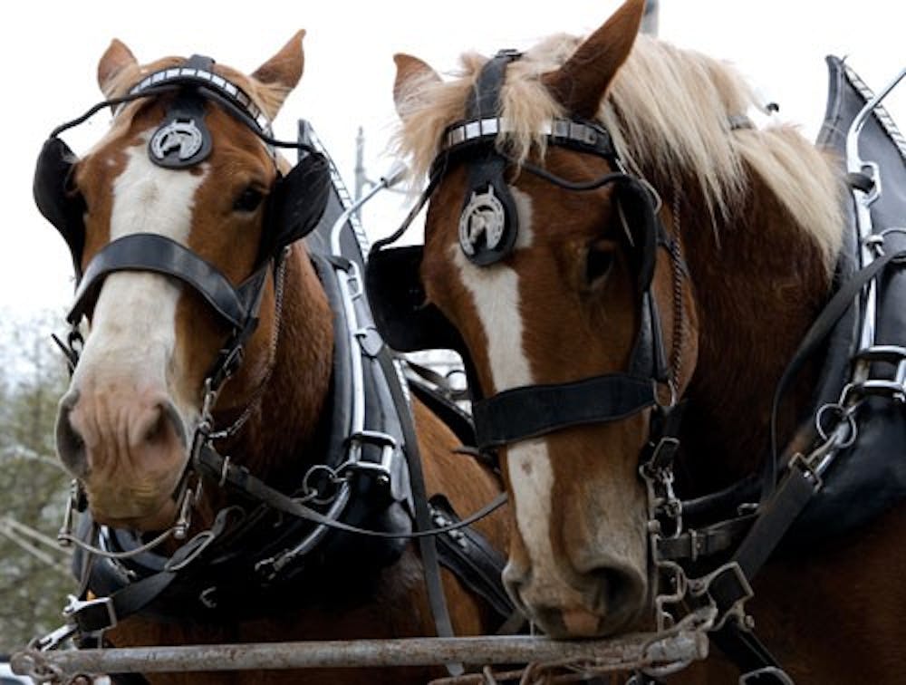 Erika and Heather, Belgian draft horses, bring a keg of Lebowski Lager from Upland Brewery to Yogi’s Grill and Bar Monday afternoon during the Dyngus Day celebration.