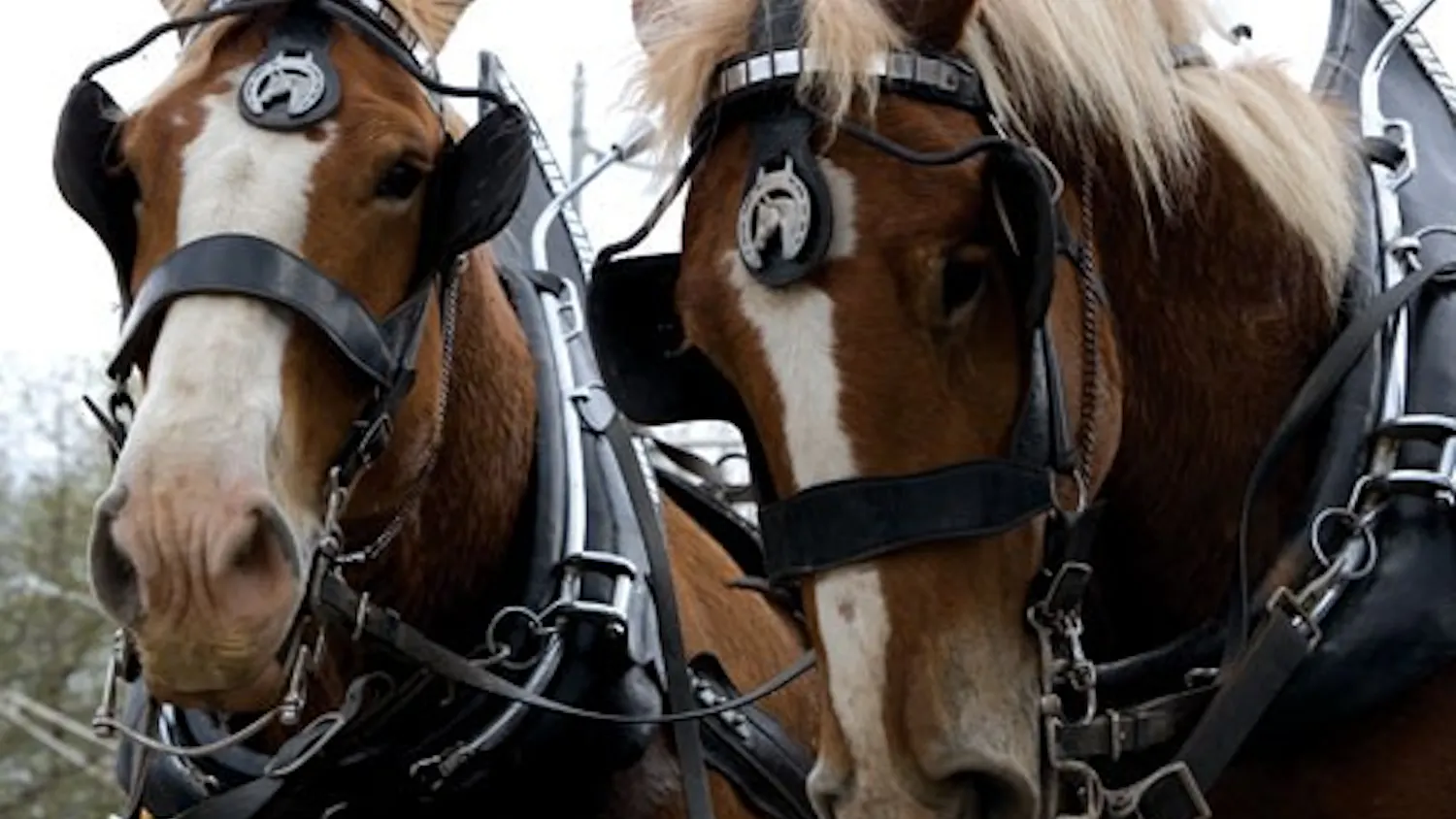 Erika and Heather, Belgian draft horses, bring a keg of Lebowski Lager from Upland Brewery to Yogi’s Grill and Bar Monday afternoon during the Dyngus Day celebration.